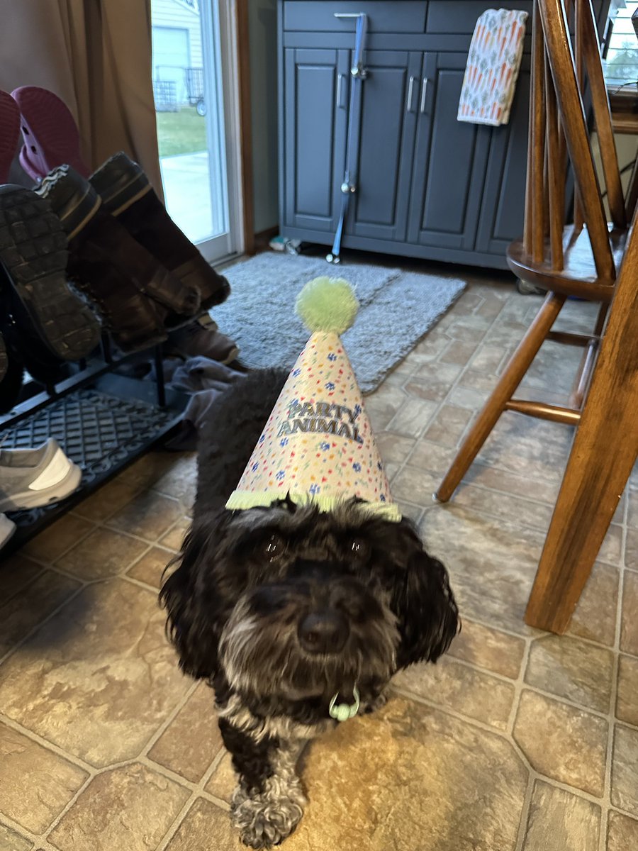 sunfIowerems's tweet image. it’s my dog’s birthday can we get a follow @Michael5SOS