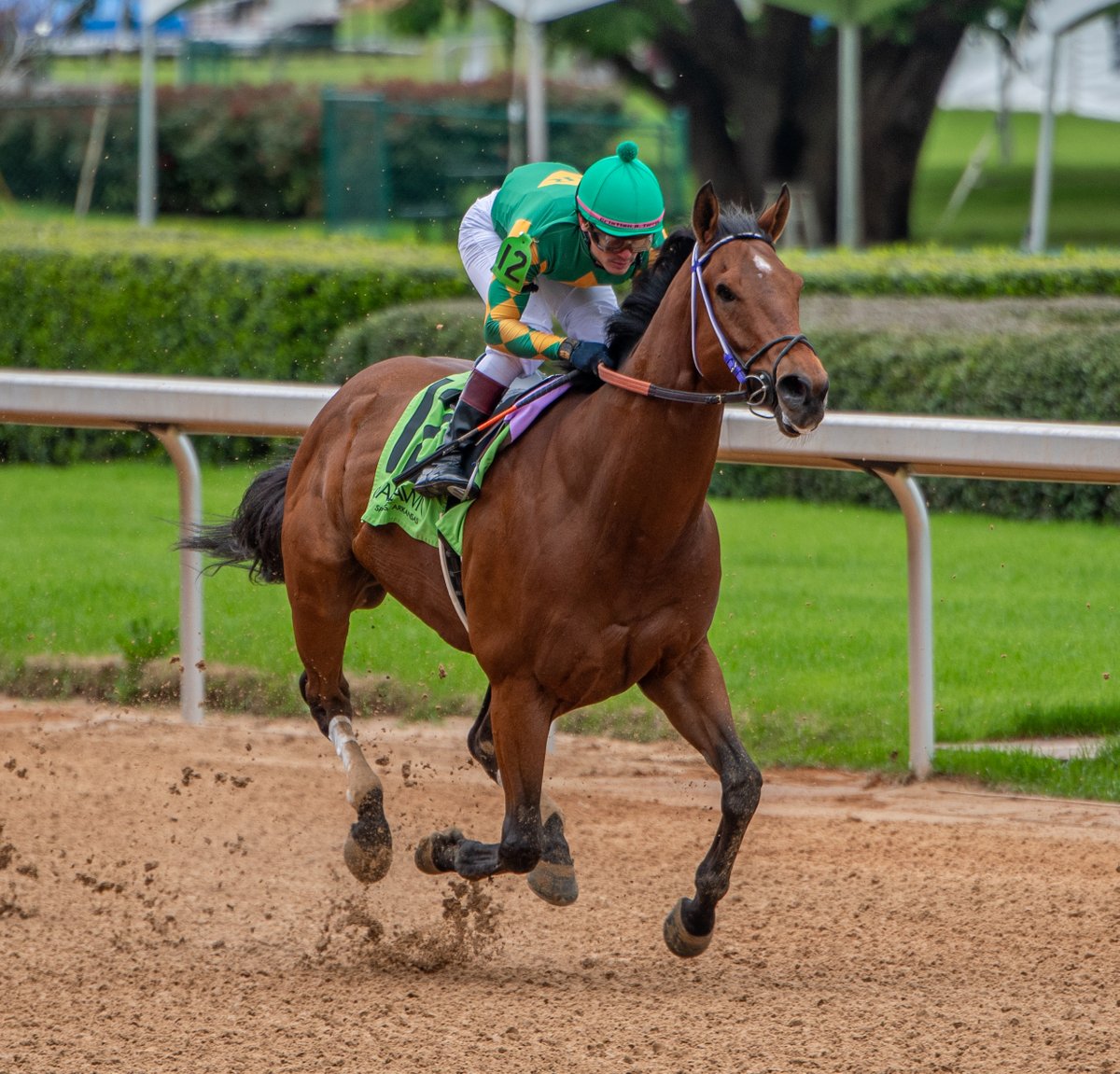 Robert Yates (@robertyates1982) on Twitter photo Class-dropping Handsome Herb scoring the largest margin of victory this season at Oaklawn (14 lengths) in R6 maiden-claiming sprint Sunday. <a href="/cristiantorr64/">Cristian A. Torres</a> for North Little Rock native <a href="/GregCompton9/">Greg Compton</a>. Class-dropping Handsome Herb scoring the largest margin of victory this season at Oaklawn (14 lengths) in R6 maiden-claiming sprint Sunday. <a href="/cristiantorr64/">Cristian A. Torres</a> for North Little Rock native <a href="/GregCompton9/">Greg Compton</a>.