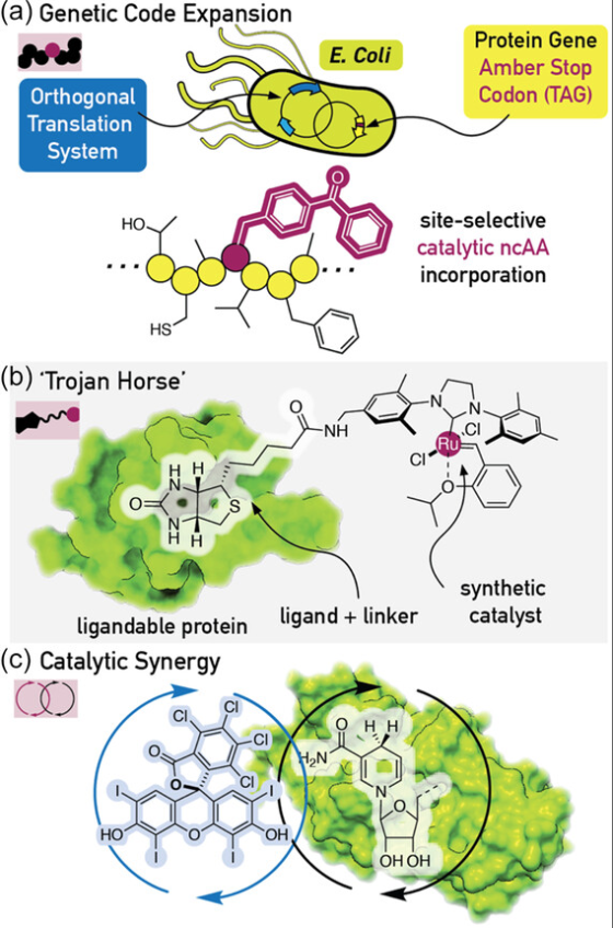 paperperday's tweet image. Designing Enzymatic Reactivity with an Expanded Palette
"build new enzyme function through the incorporation of noncanonical amino acids and synthetic cofactors"
…mistry-europe.onlinelibrary.wiley.com/doi/10.1002/cb…