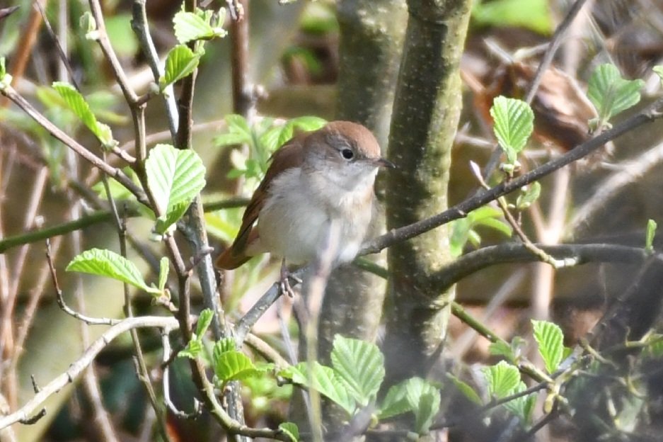 In 8 and half hours we only saw this nightingale for about 1 minute on Helvick head Co waterford today ✅️