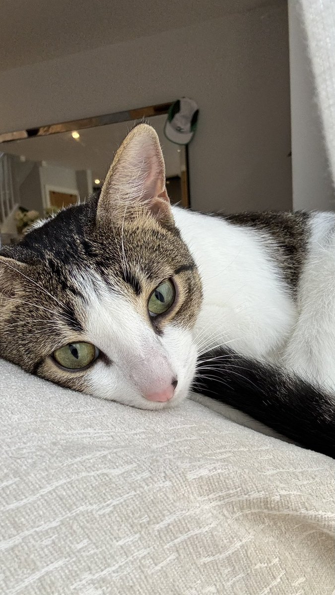 3rd 80km+ week in a row
3 more weeks to the big dance.
1x 10mile progression
1x interval session
1x 30km SLR
and some ‘junk’ miles.
Swipe for Panko
#running #londonmarathon #sub3 #marathontraining #cat