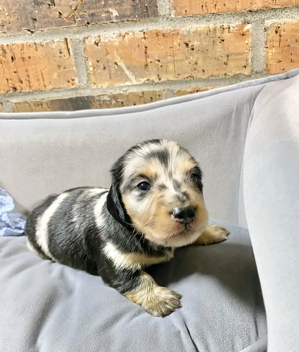 Wildflowerpups's tweet photo. 🌟 Meet the little showstopper! 🌟 This longhair black and cream dapple boy has the most beautiful markings—and just look at those eyes! 👀✨ We think they’ll stay blue, making him even more magical.  Simply mesmerizing! Who else is a sucker for a dapple dachshund? https://t.co/a1m23plpGC