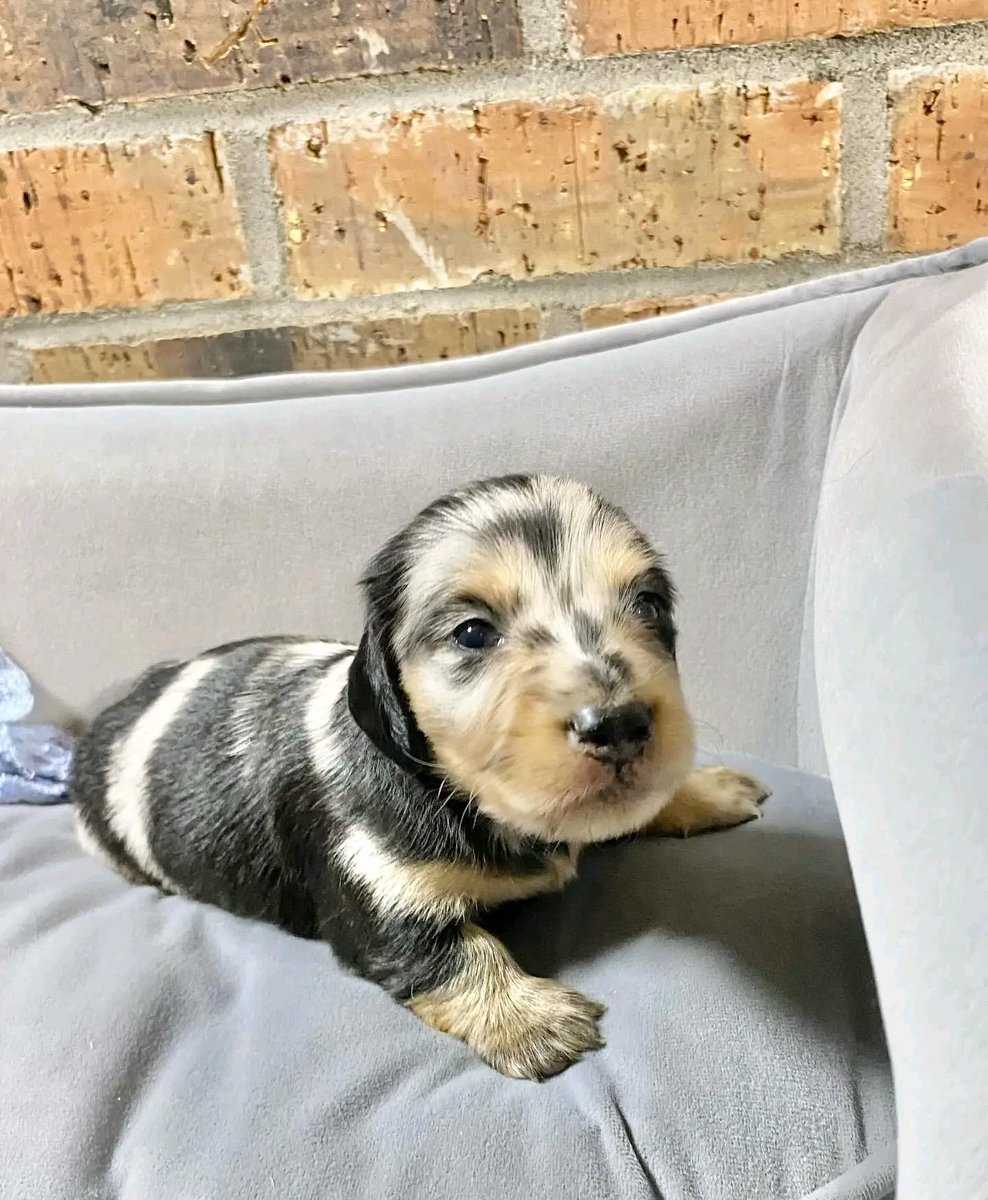 Wildflowerpups's tweet photo. Trixie x Storm babies are 3 weeks old now and growing beautifully🥰😍 all have wonderful homes waiting on them except the little black and cream dapple boy❤️ #longhairdachshund #dachshund #minidachshund #dachsundsofinstagram #dappledachshunds #dachshundpuppies #puppylove https://t.co/MNFaXdKvoZ