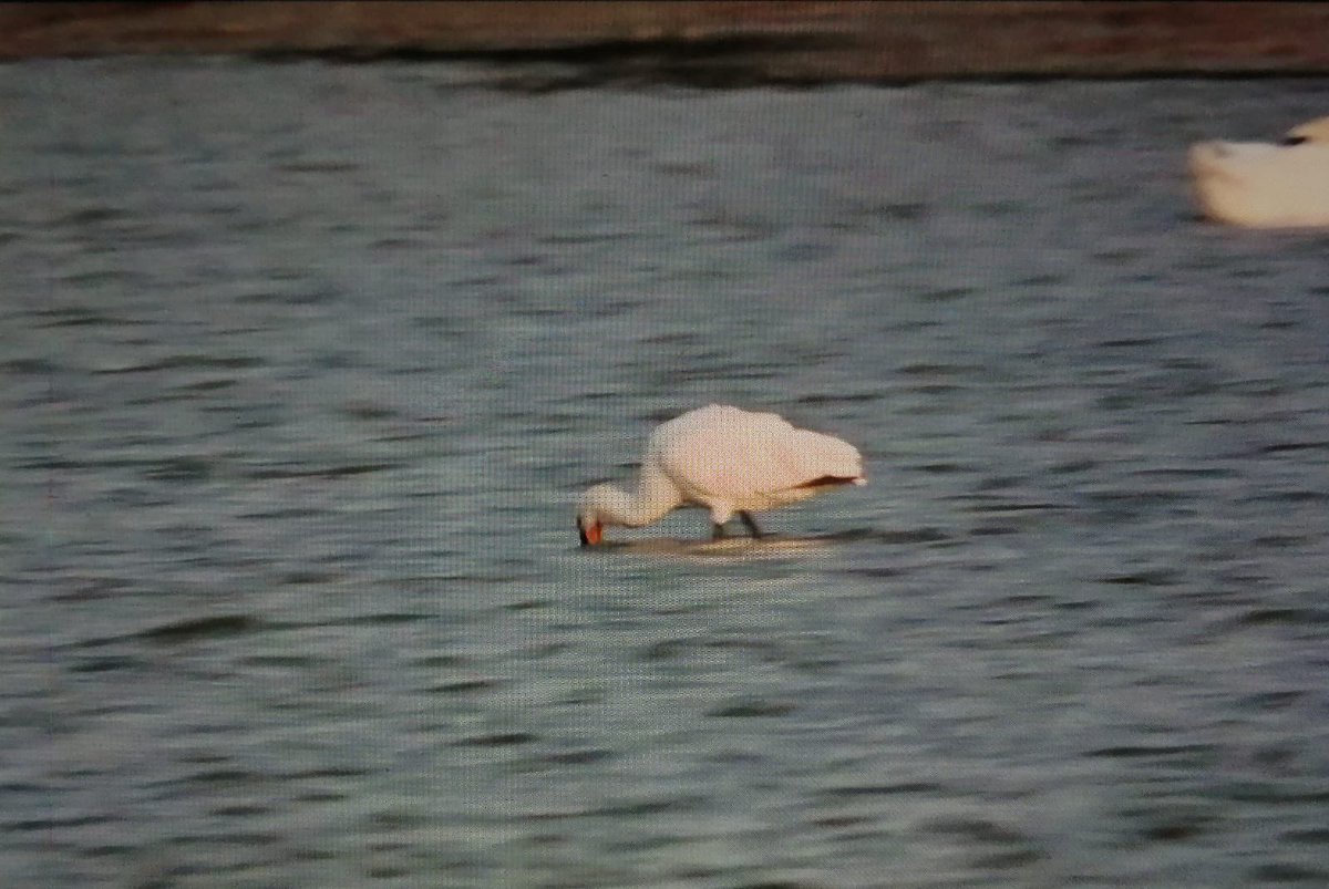 Record shot of the Spoonbill this evening.  8.15
#hertsbirds