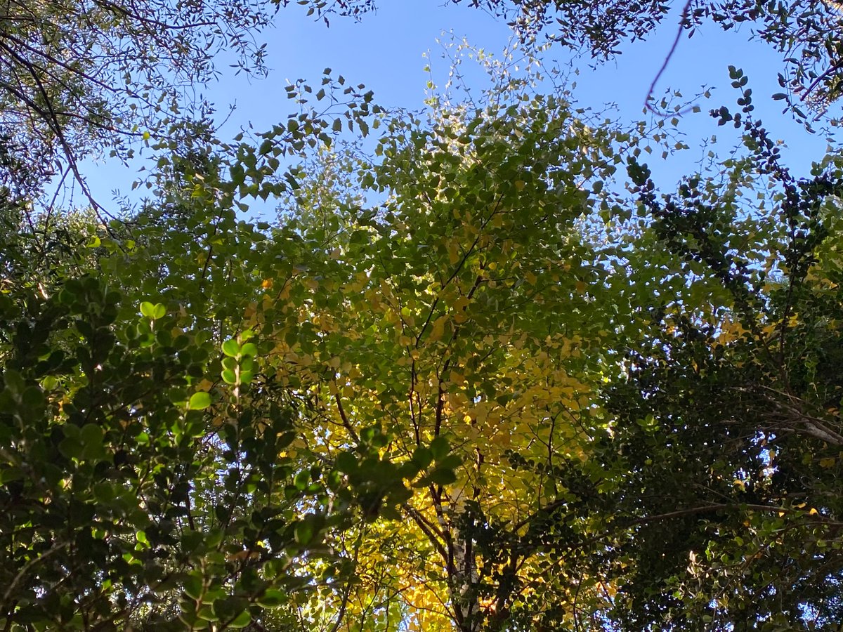 mar deutschkursleiterin (@mar_mainz) on Twitter photo Abedul intruso en nuestro bosque. Marca el inicio del otoño. Abedul intruso en nuestro bosque. Marca el inicio del otoño.