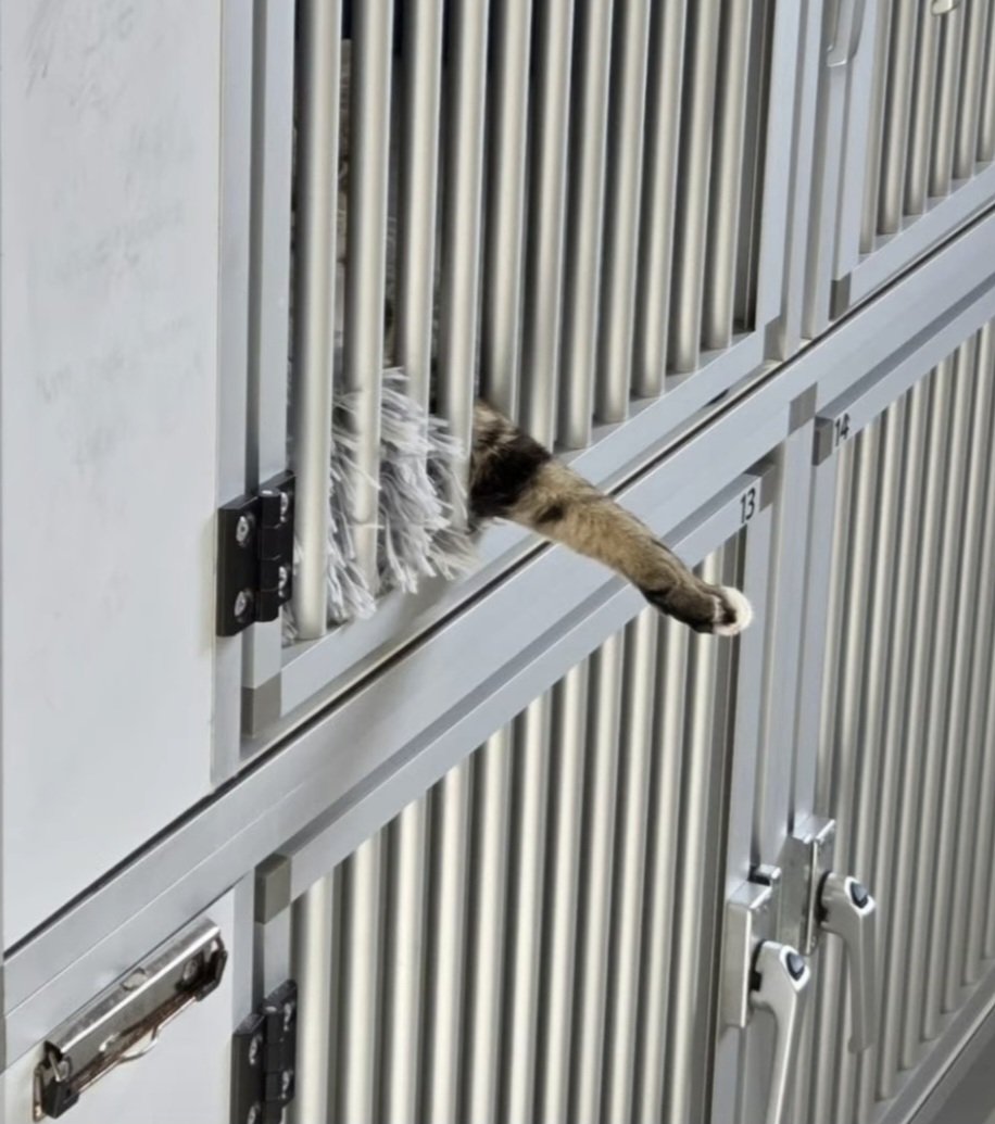 Lieve volgers. Willen jullie aub overwegen bij de aanschaf van een dier niet naar de dierenwinkel te gaan, noch naar Marktplaats of fokkers in het land maar kijken of je een dankbaar dier kunt halen uit het asiel of de opvang? Je krijgt geen spijt. Retweet is lief 
#AdoptDontShop