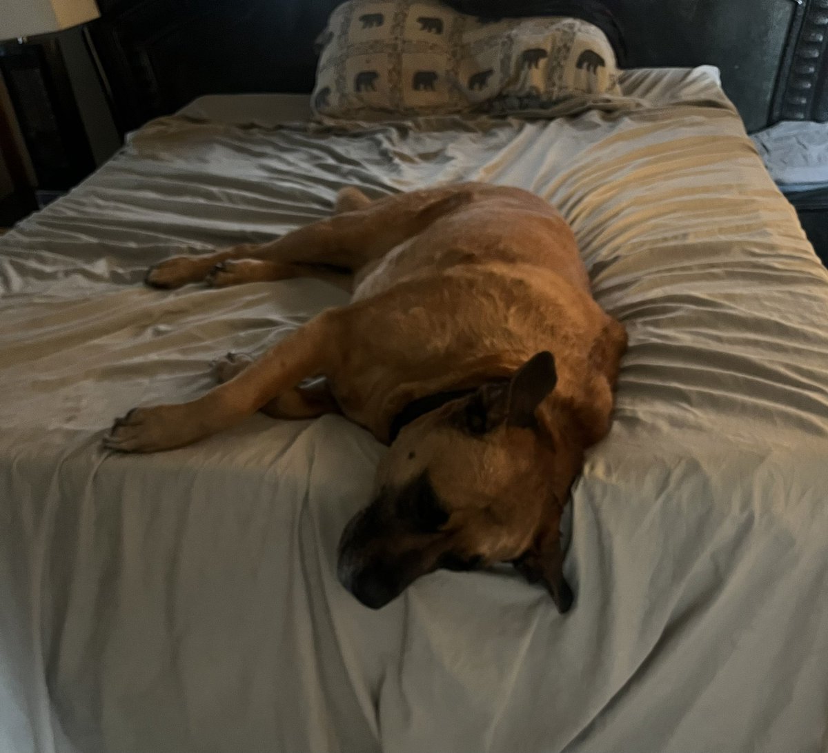 This is Buddy! He is the reason I don’t post a lot on here! I read and watch many of perspectives change with the wind! Some stay away from going to far but if you watch closely most just try to get clicks! Buddy doesn’t care about your opinion and neither do I! Just be real!!