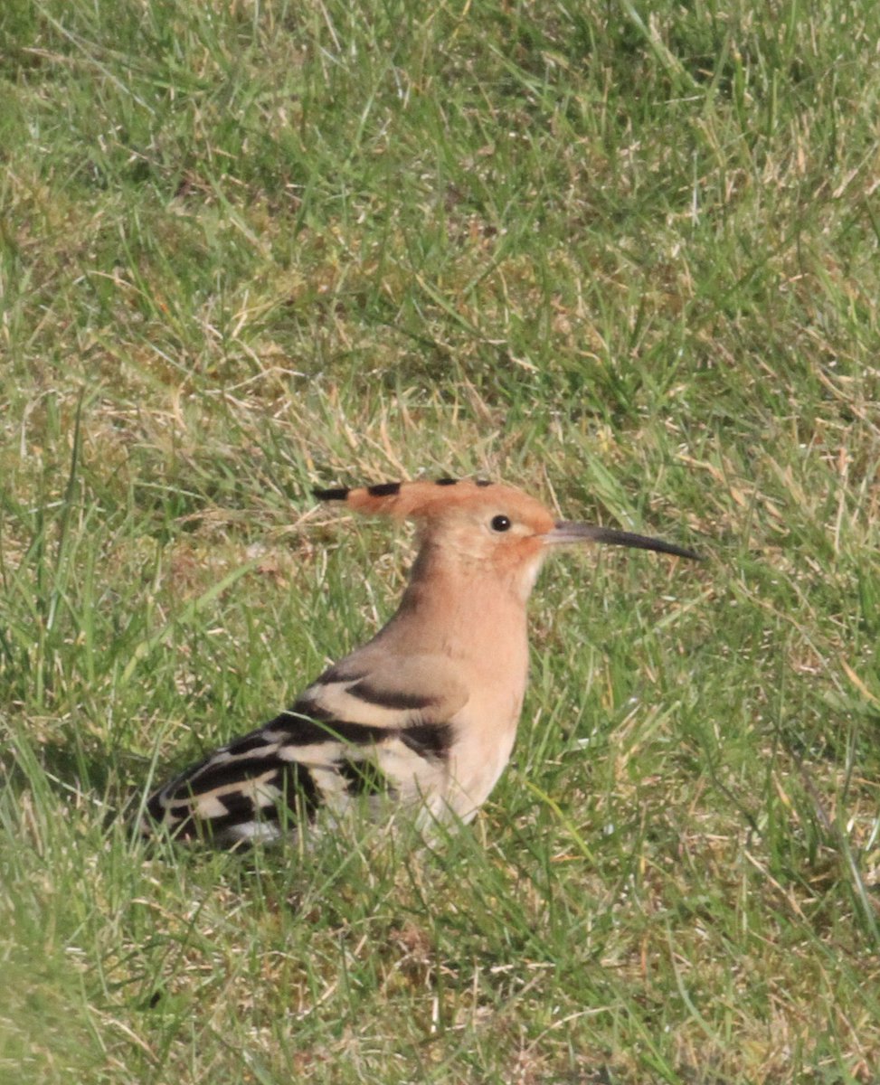 When you open up a field guide on birds for the first time there are a few birds that jump off the pages. Colourful rarities like Bee-eater, Roller and Golden Oriole. The most exotic looking of them all is the Hoopoe! Here are 2 from the large arrival of birds in West Cork.