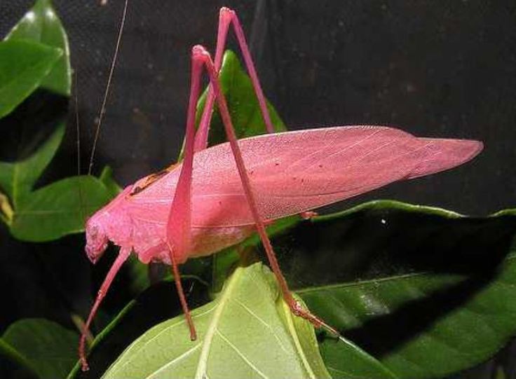 omg pink katydids are beautiful