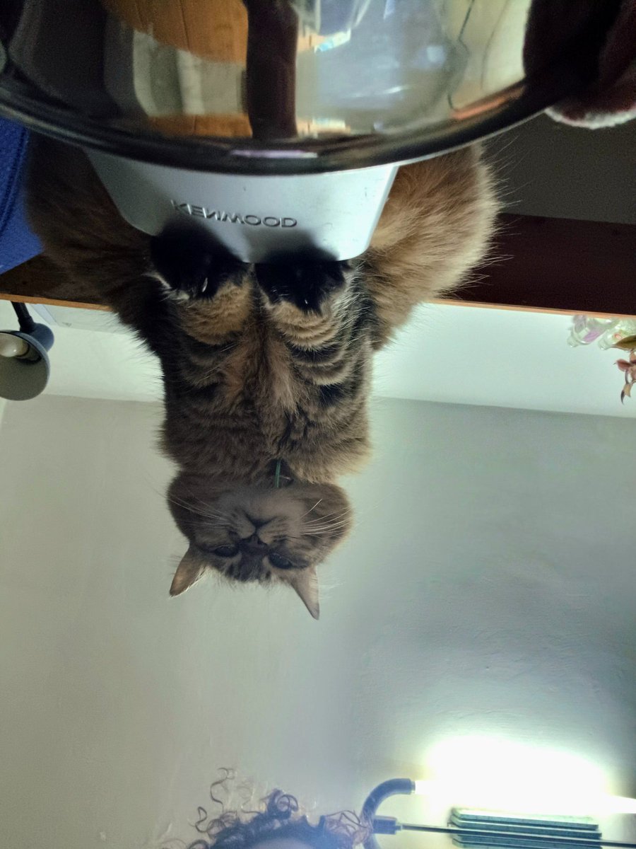 Sombdy's watching me
(עטלף על המצב, 2025)
#שלומציוץ
#להחמידאתהפיד