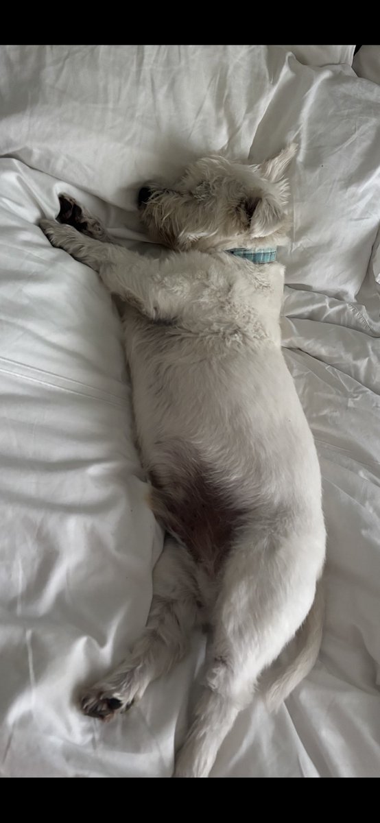 Albert the westie & Tigger tweet media