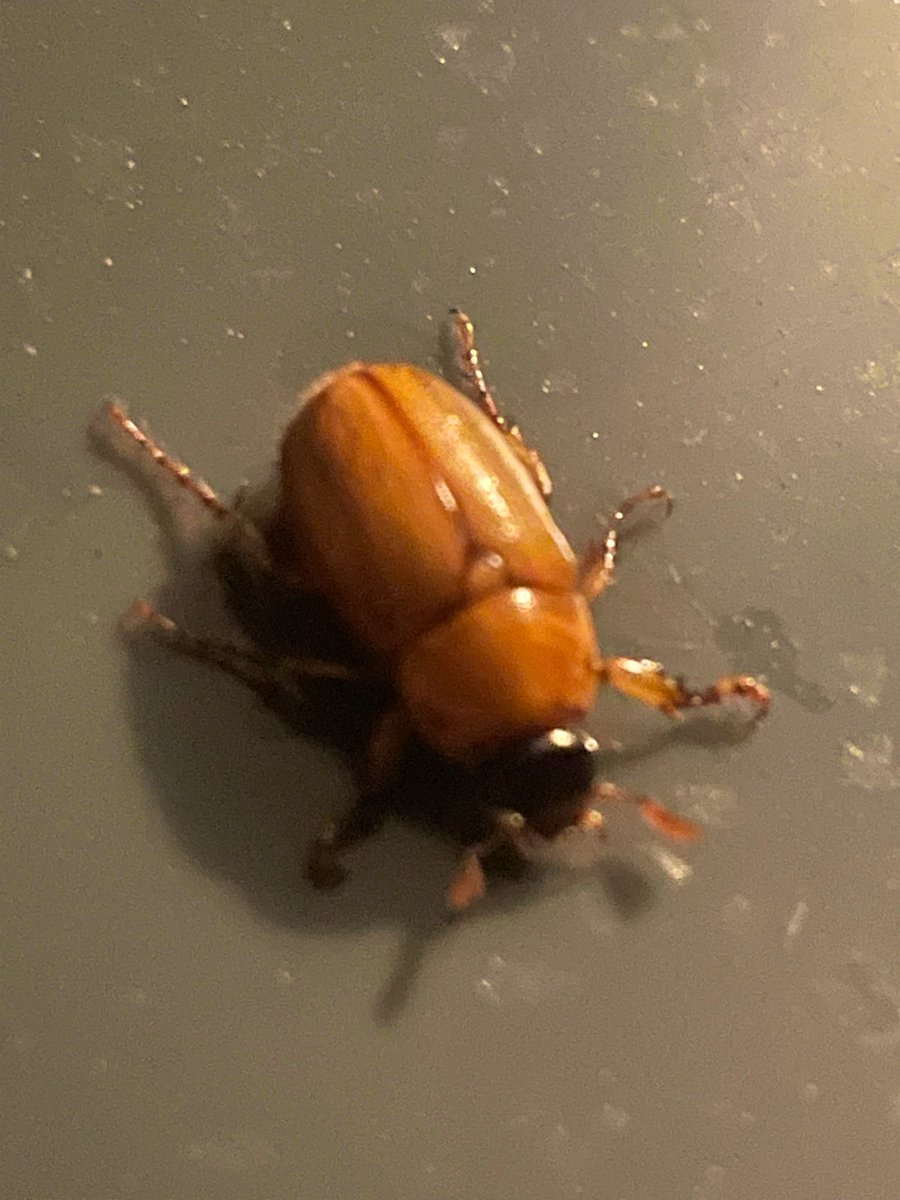 Bugustus_'s tweet photo. @0rthoptera Buggy man on a garbage can! https://t.co/zPSdLFAIMn