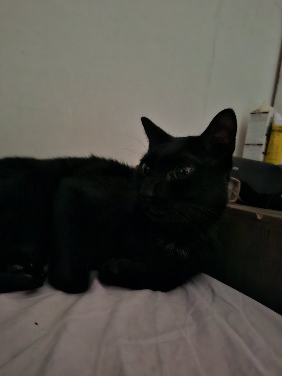 Chorand0sef0i's tweet photo. Vaquinha para meu gato Kira, ele tá muito ruim, levei  no veterinário, suspeita de gripe, mas os remédios não estão resolvendo, ele ta 3 dias sem comer e não tenho dinheiro  pra levar  no veterinário,por favor me ajudem republicando ou financeiramente pix 12992061309 https://t.co/su9GBuagB4