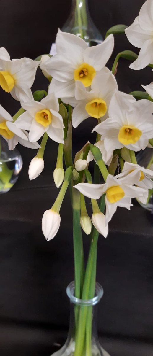 notes_grief's tweet image. Finding happiness in nature , something I never did before I was grieving. It’s made me so much more interested in the beauty around us #grief #nature #daffodils #spring #growth #death #sadness # learning