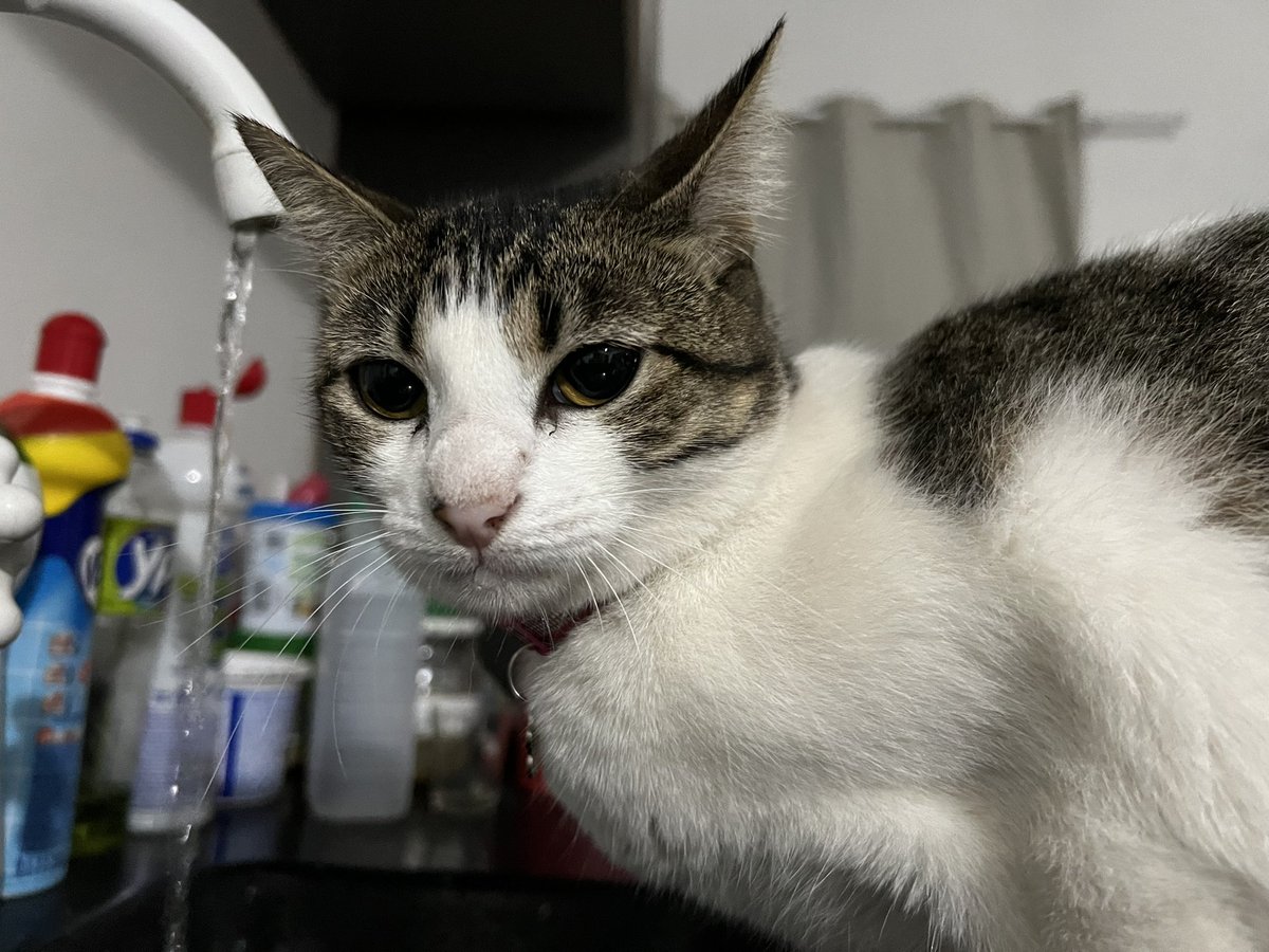 antohakib's tweet photo. eu com a minha gata que só toma água se for na torneira da pia da cozinha https://t.co/uPGPWdPMki