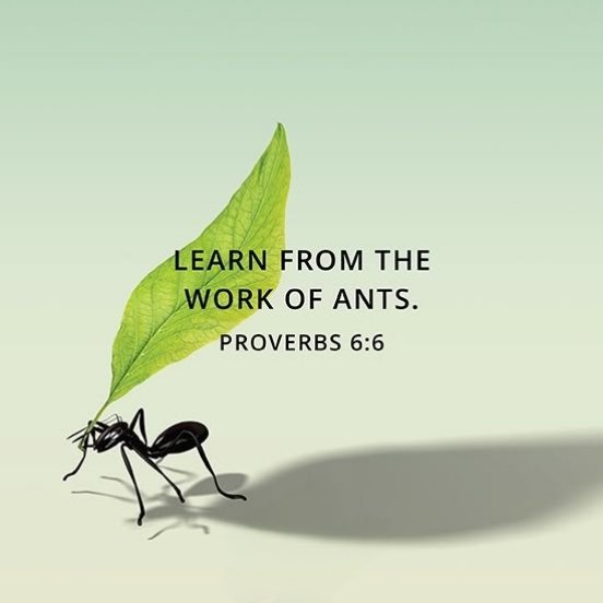 Proverbs 6:6