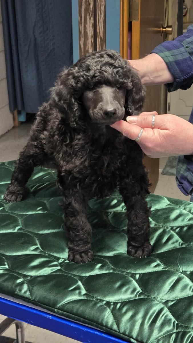 The little monsters are 7 weeks old today. Look at that little face!