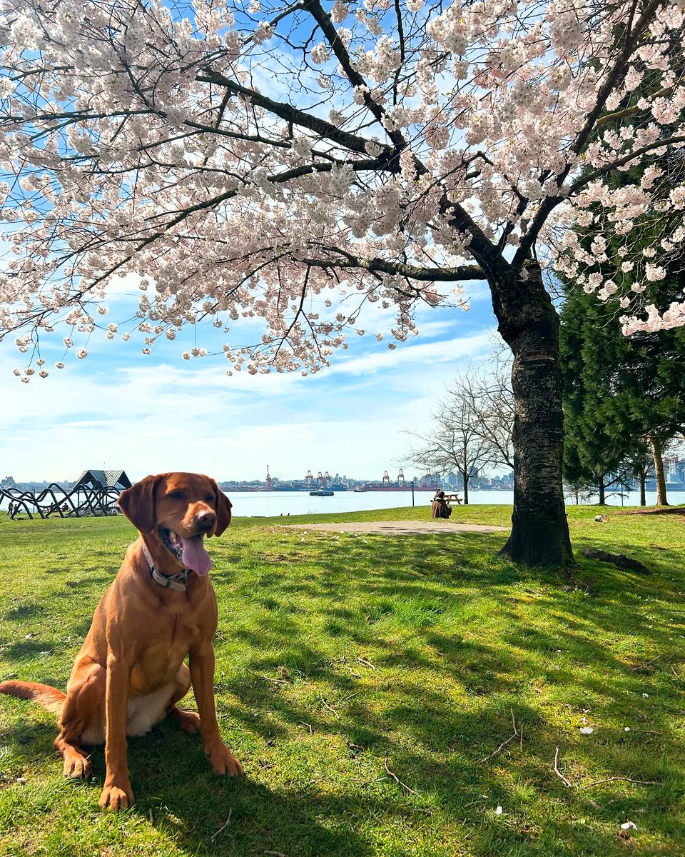 Strike a pose

📷 <a href="/fox/">fox</a>.red.pippa 

#northvancouver #vancouver #vancouvercherryblossoms