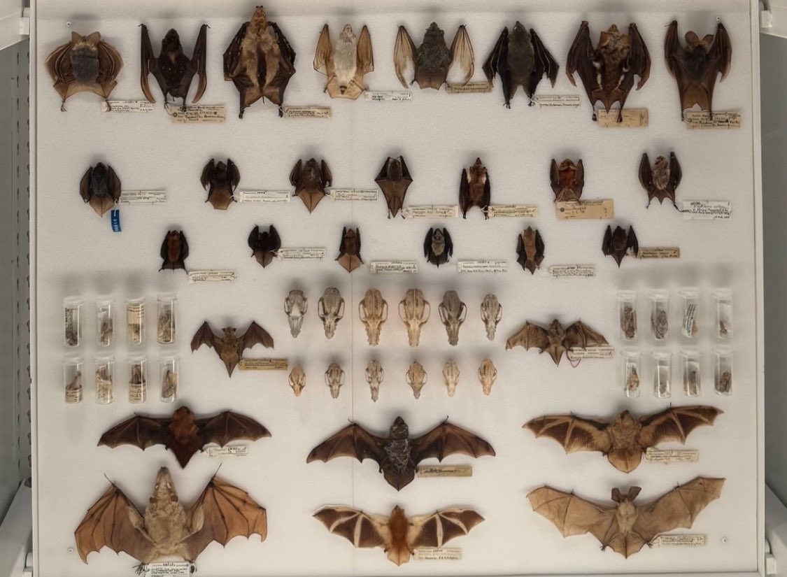 horrorsthetics's tweet photo. bats at the museum of natural history 🦇 https://t.co/E1I1sQyx3t
