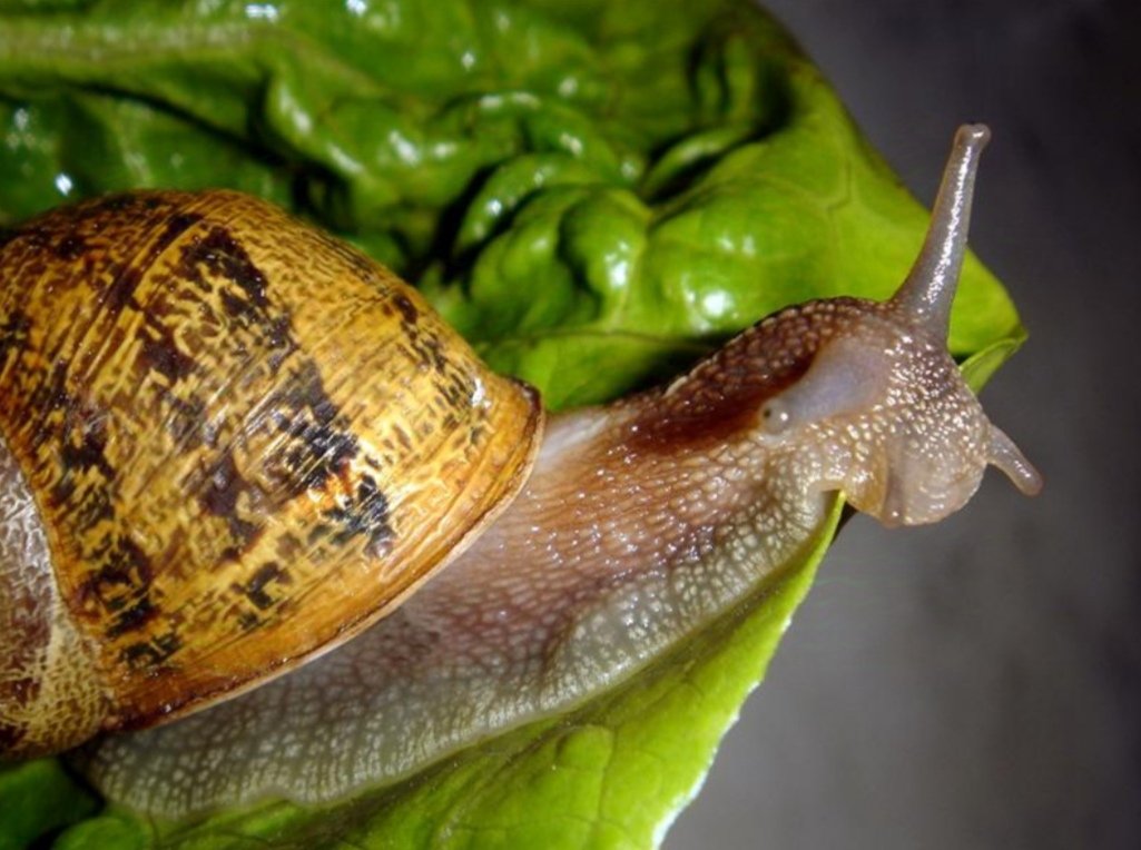 "Los caracoles nunca vuelven sobre su rastro, siempre avanzan hacia adelante".

Una frase que me encanta de la película "Memorias de un Caracol", en la que se muestra cómo la vida, al igual que el rastro de un caracol, nunca regresa atrás.
🐌