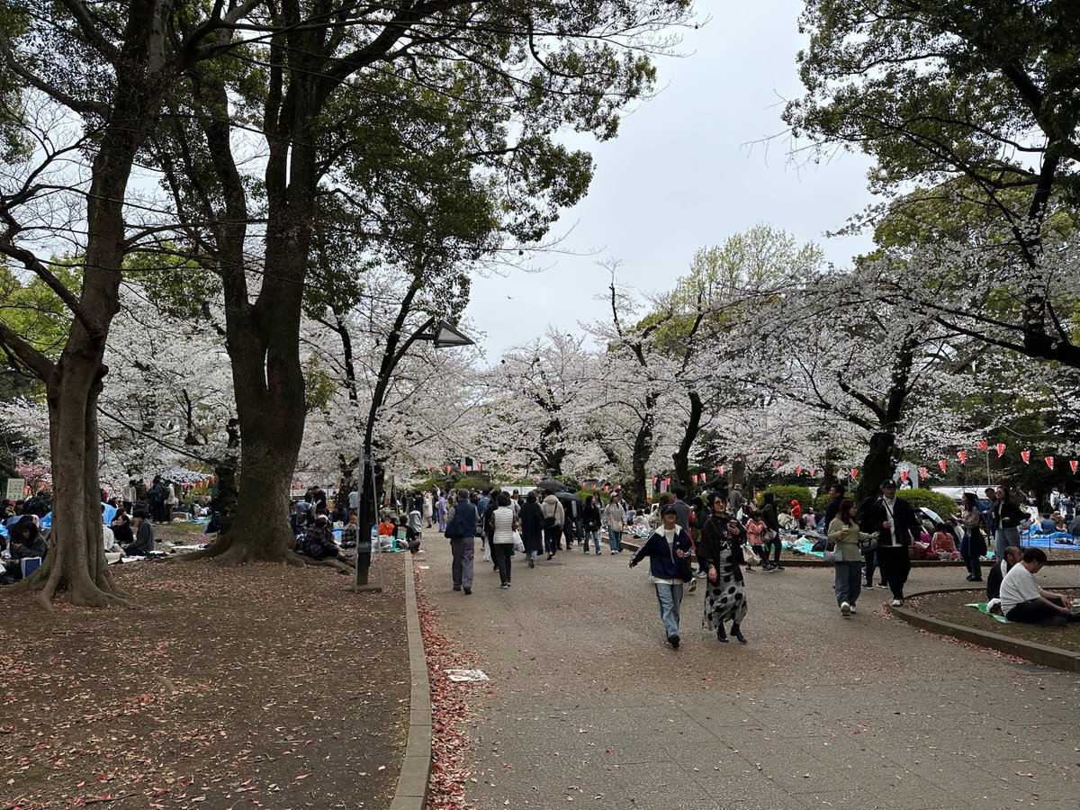 It is my good luck to be in Tokyo during cherry blossom season! Ueno Park on a slightly overcast Sunday afternoon.