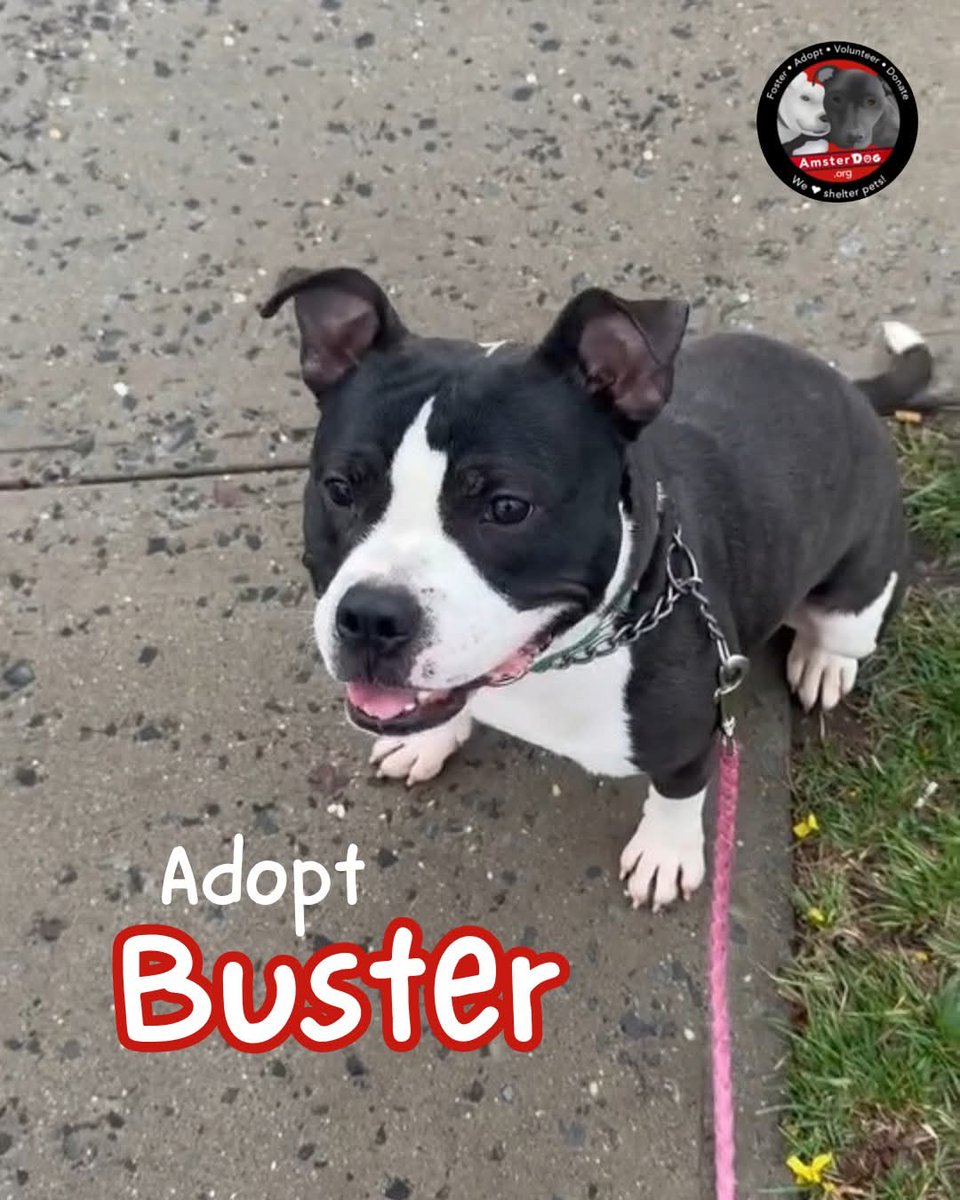 ⚡️BUSTER busted out of the shelter this week!! ⚡️ 
&amp; he started his own ig to get himself adopted! Follow @busterthemeatball  on IG for the full swag! 

Thank you to his foster!! #FostersSaveLives

Beat the crowd and apply to adopt Buster at AmsterDog.org

#amsterdog