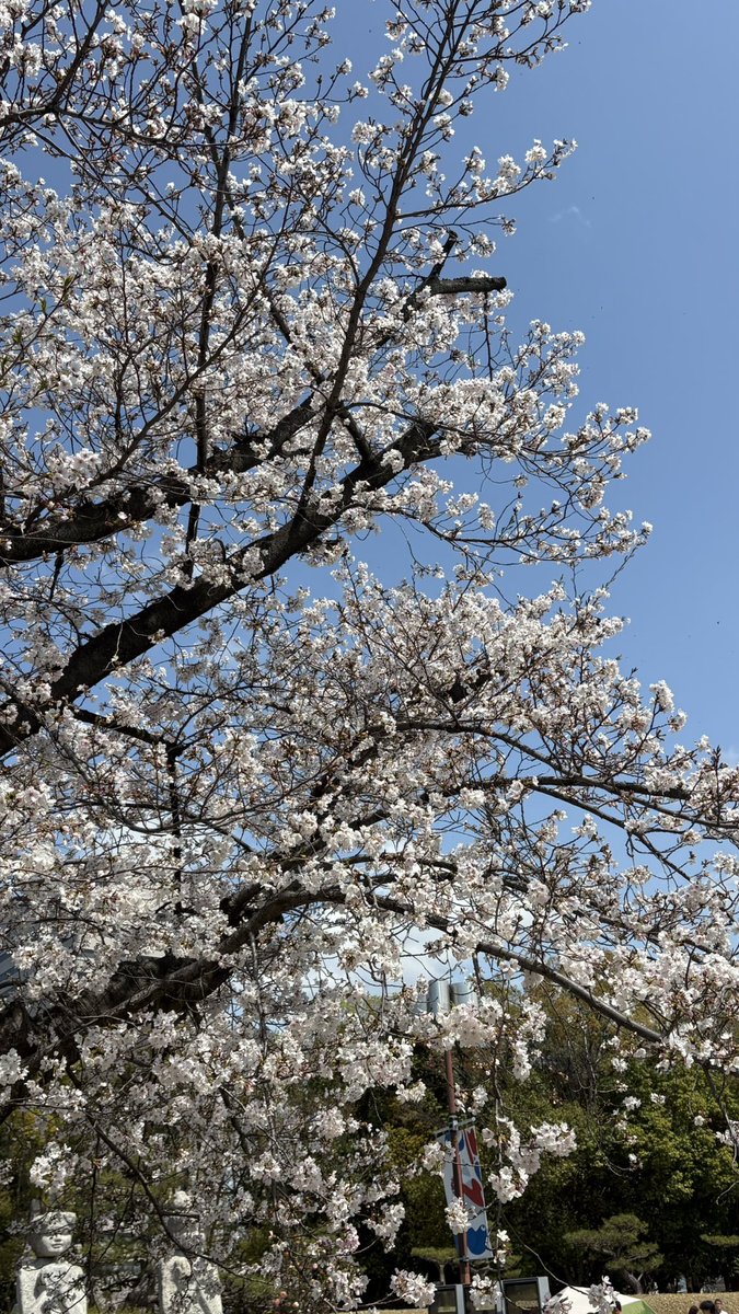 おはようございます☀️
週末は桜が満開でしたね🌸🌸
大谷さん、植木さんと苺ビュッフェとお花見を楽しんできました✨️
苺のケーキが本当に絶品で……🍓
『春！！』を感じる1日でした✨️
本当にありがとうございました！😭
今日も一日頑張ります🔥