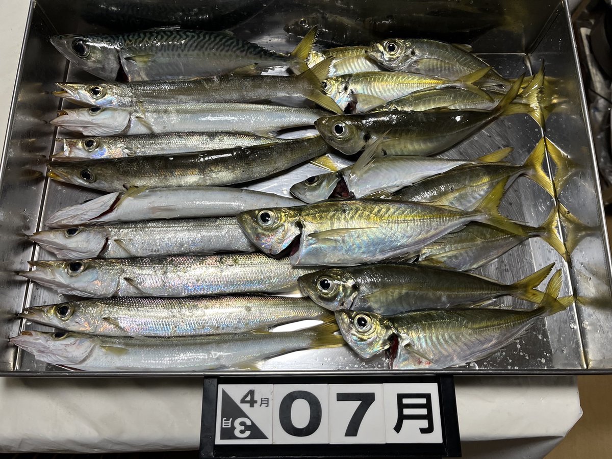 狙った釣り場はNGでサブの釣り場。アジとカマスの時合いが同時で焦りました😅