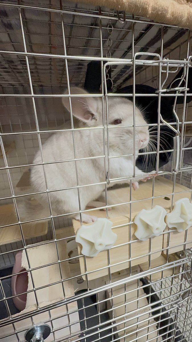 👩🏻お砂したからお外出れないよ〜(1枚目)

🐭えー…(2枚目)

#チンチラ
