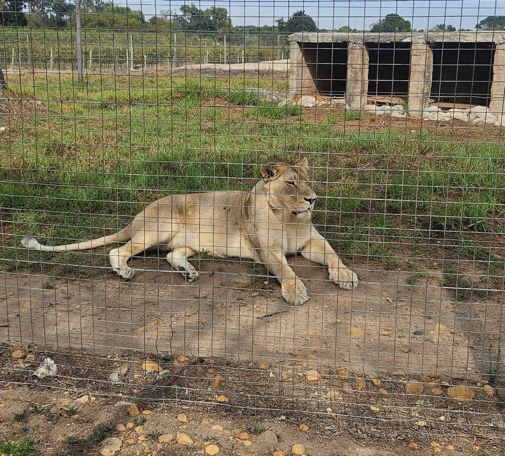 Cultural day yesterday. Big cat experience followed by wine tasting. Cracking day. Weather was superb. <a href="/Official_REME/">REME</a> <a href="/REMECharity/">The REME Charity</a> @L4Teamwear <a href="/msgtours/">MSG Tours</a> <a href="/MorsonGroup/">Morson</a>