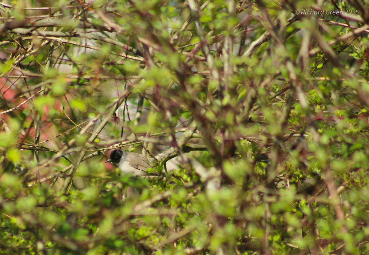 Green by Name (@greenbyname1) on Twitter photo @greenwicheco 1st young of the spring 5 coot chicks. singing Chiffchaff, Blackcap and 5 Sand Martin. #londonbirds <a href="/LondonBirdClub/">London Bird Club</a> <a href="/WildGreenwich/">Greenwich Wildlife</a> <a href="/GreenGreenwich/">Greenwich Green Party</a> <a href="/thelandtrust/">The Land Trust</a> <a href="/Will_nicholas/">Nick Williams</a> <a href="/David_Llew/">David Gardner πͺπΊπ¬π§ππΊπ¦</a> @EGRA_London <a href="/KateM45/">Kate Middleton</a> <a href="/BirdTrack/">BirdTrack</a> @greenwicheco 1st young of the spring 5 coot chicks. singing Chiffchaff, Blackcap and 5 Sand Martin. #londonbirds <a href="/LondonBirdClub/">London Bird Club</a> <a href="/WildGreenwich/">Greenwich Wildlife</a> <a href="/GreenGreenwich/">Greenwich Green Party</a> <a href="/thelandtrust/">The Land Trust</a> <a href="/Will_nicholas/">Nick Williams</a> <a href="/David_Llew/">David Gardner πͺπΊπ¬π§ππΊπ¦</a> @EGRA_London <a href="/KateM45/">Kate Middleton</a> <a href="/BirdTrack/">BirdTrack</a>