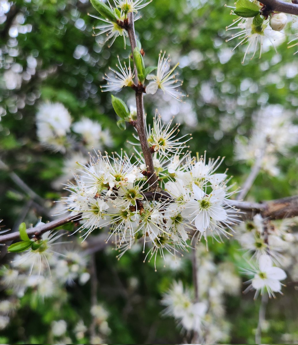 SarahJMalcolm's tweet photo. #signsofspring https://t.co/slIT5mezX3