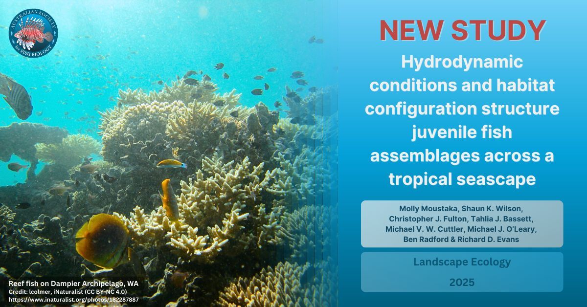 📑 #NewStudy by Moustaka et al. looks at how the seascape and environmental conditions affect juvenile fish in a tropical ecosystem.

👀 doi.org/10.1007/s10980…