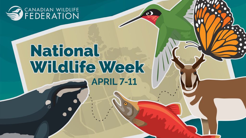 National Wildlife Week runs from April 7th to 11th! This year the focus is on migrating species. 

The CWF has a great resource to help teach students about different species, impacts of climate change, and ways to help! 

Check it out at cwf-fcf.org/en/explore/nat…

#getoutside