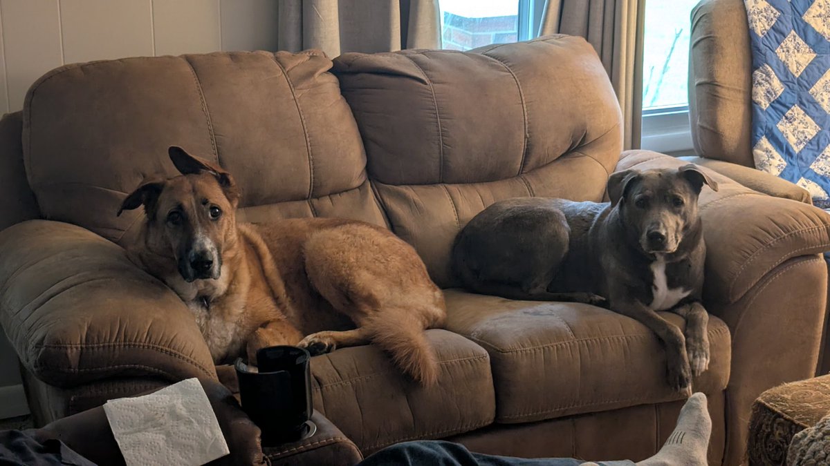ChanceAndJack's tweet photo. I wholeheartedly believe in the power of prayer &amp; appreciate all of the prayers for a smooth transition. Mama Dog is doing amazing. Chance LOVES her. Jack is about 90% there - he gets overly excited &amp; can't understand why she doesn't play. Keep the prayers coming, please. ❤️Mom https://t.co/AS3YckX8jF