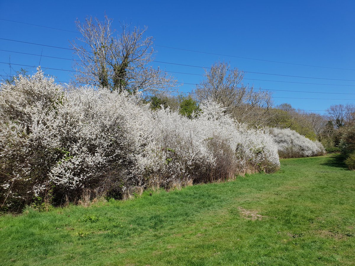 Bushey earlier today..