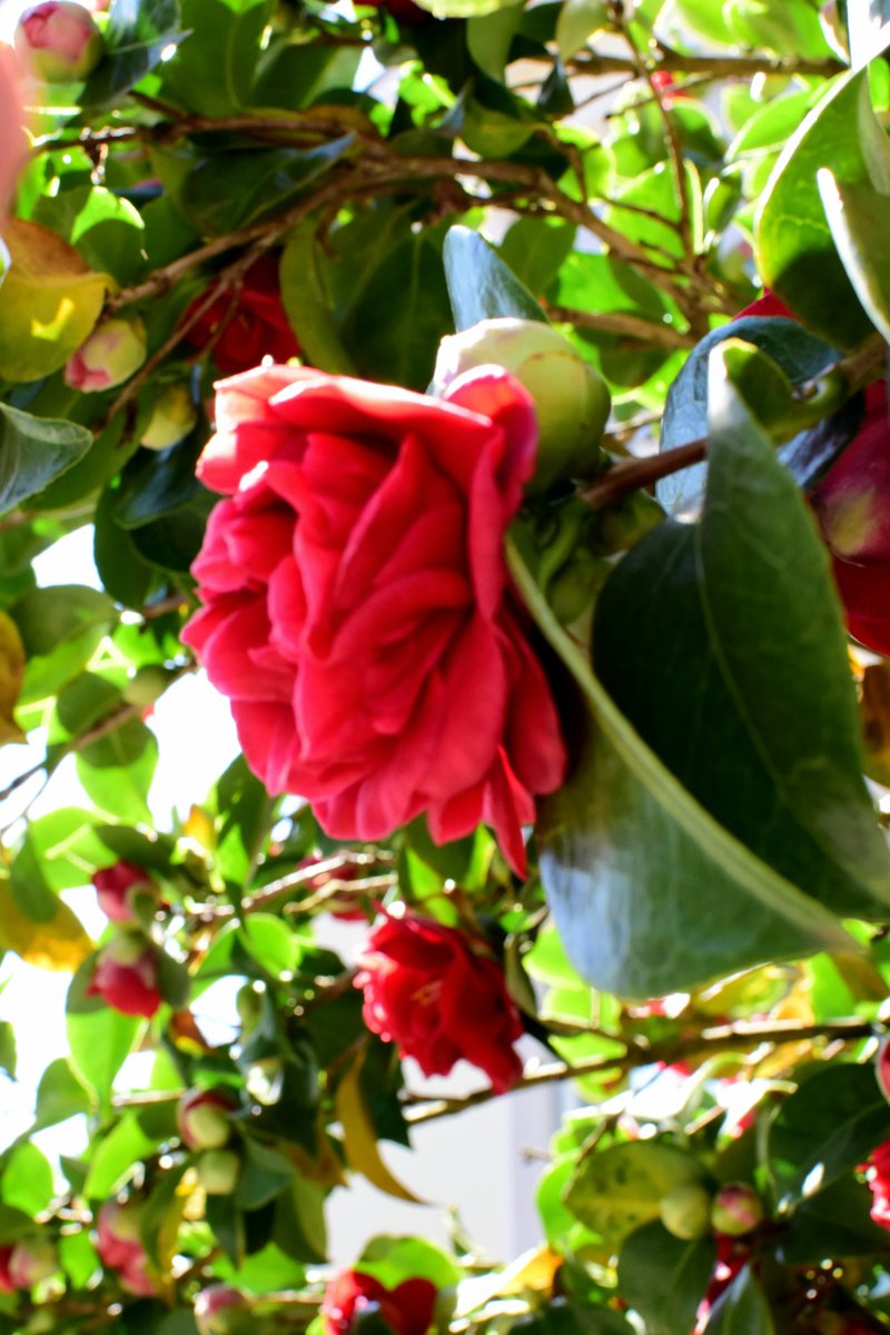 BenjaminEinfach's tweet photo. #Fotos #fotografie #Bild #Bilder #saarbrücken #saarland #Blumen #Blume #natur #frülingsblumen #frühling https://t.co/SViHGaWGP9