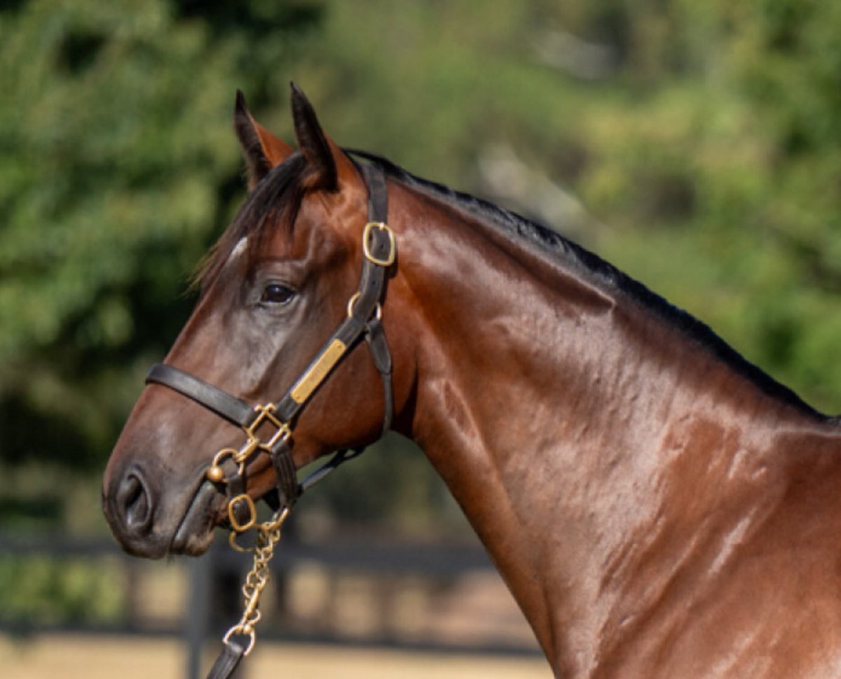 Nothing better than securing your favourite colt <a href="/inglis_sales/">Inglis</a> Lot 57 - I Am Invincible/Meuse from the <a href="/widdenstud/">Widden</a> draft for a great client <a href="/ElsdonPark/">Elsdon Park</a> Out of a stakes winning Snitzel mare from Redoute’s Choice’s family