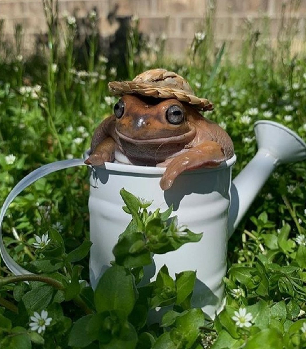 VanillaCherie's tweet image. hello spring! 🌼🐸