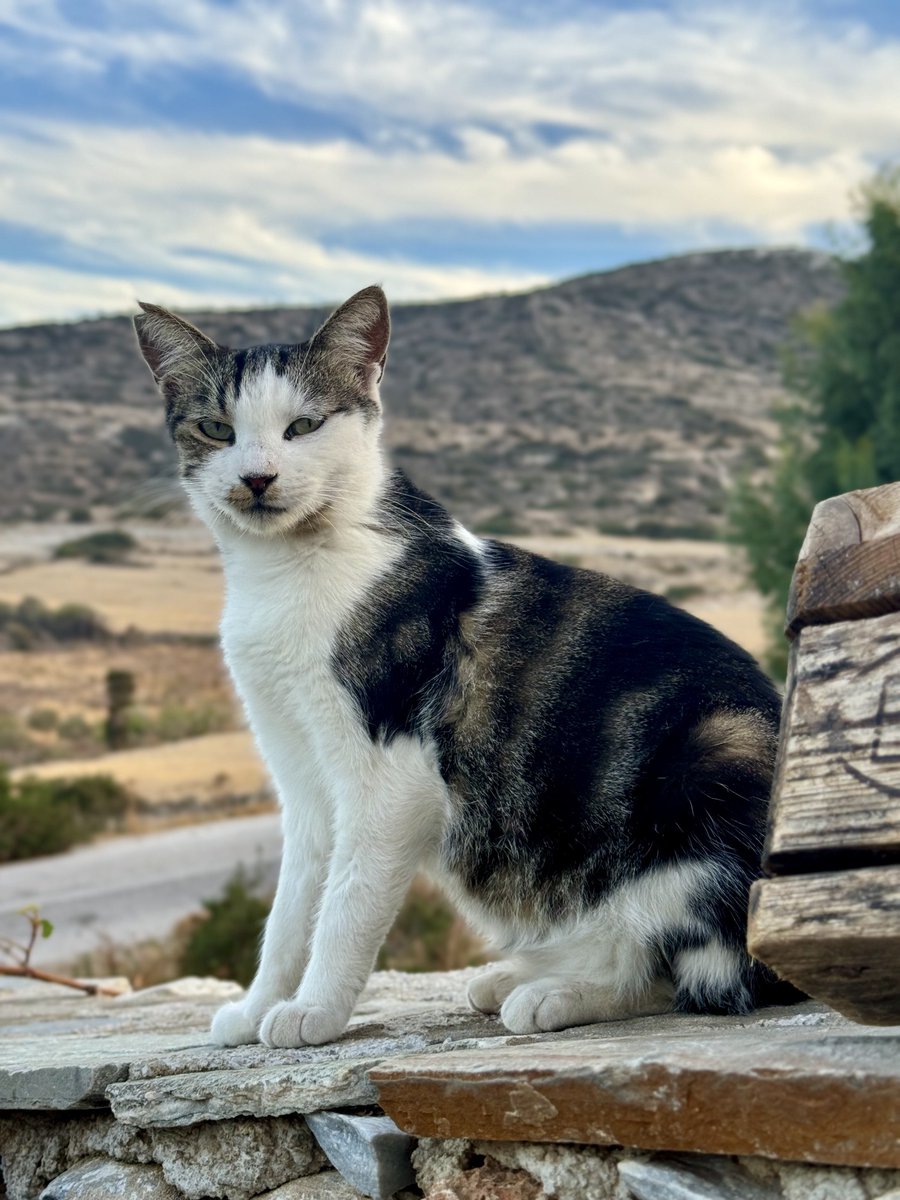 Cats of Iraklia tweet media