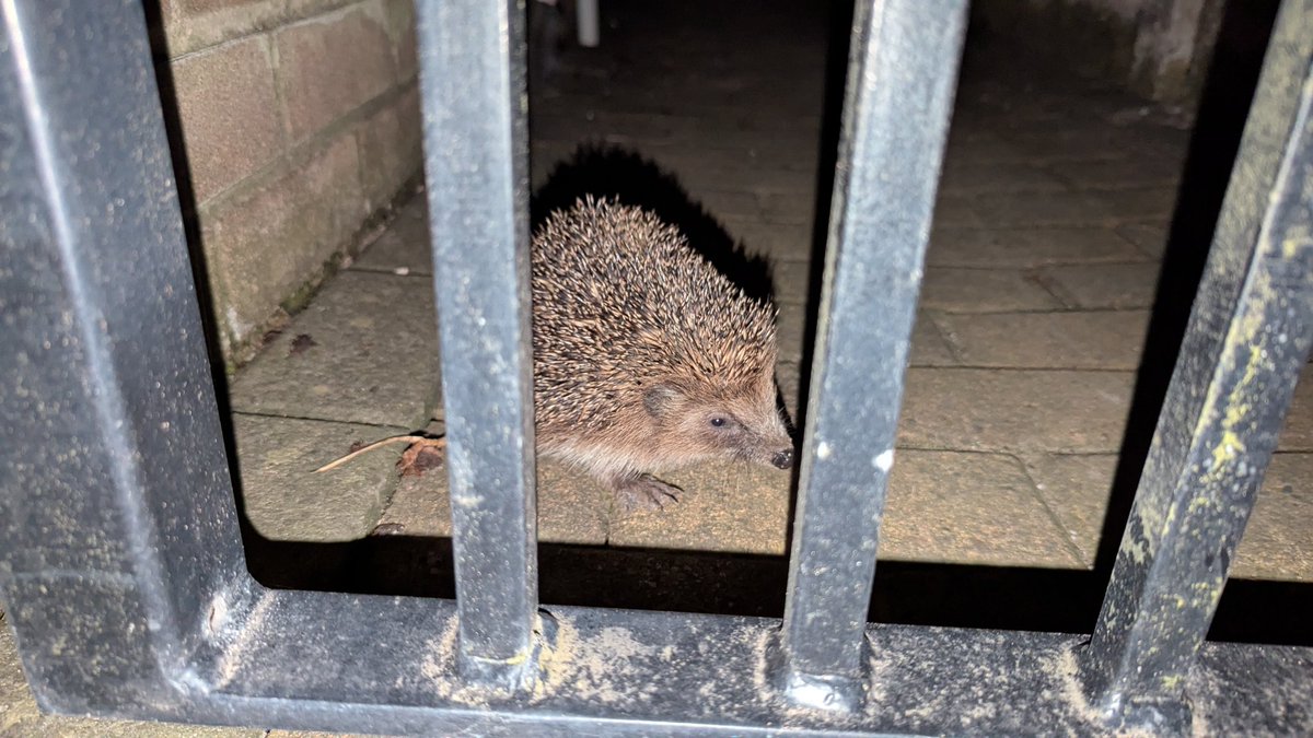 Spiky boi in jail