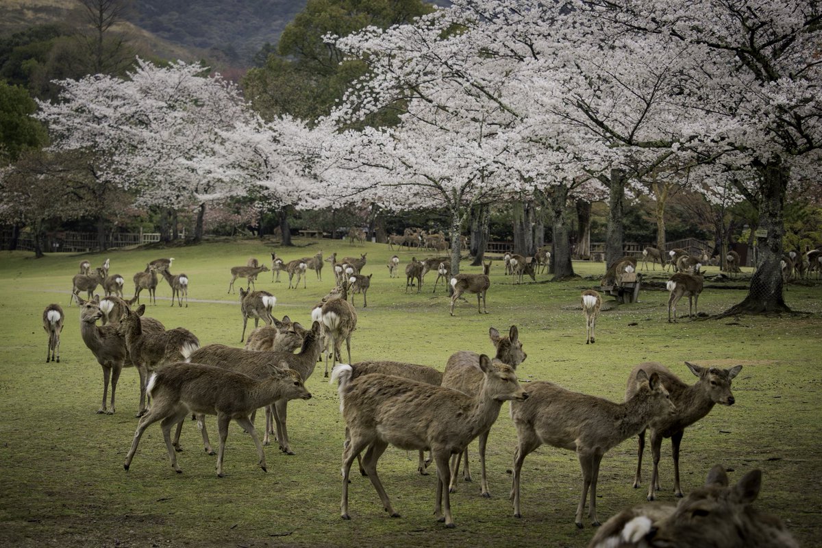 奈良のお花見風景🌸