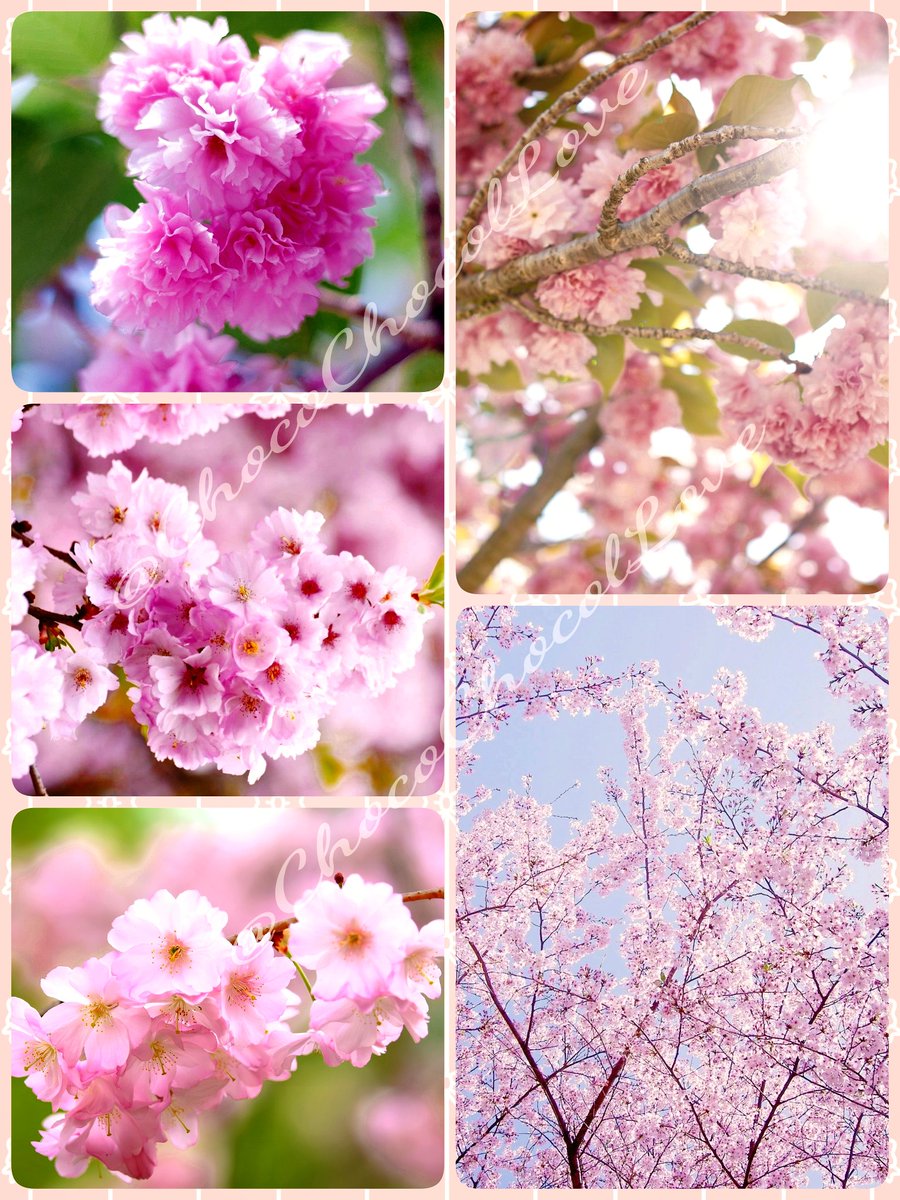 ChocoChocolLove's tweet image. ✲ฺ*ꕤ୭*✧•°✼🌸✲ฺꕤ୭*✧•°✼*

おはようございます♬*°
いつも RP いいね リプを
ありがとうございます✨
優しい繋がりにも 心より
#感謝 申し上げます♡

今週も心穏やかな時間を
お過ごしください🍀࿐ 
よろしくお願いします🐥

#TLを花でいっぱいにしよう
#TLを桜でいっぱいにしよう