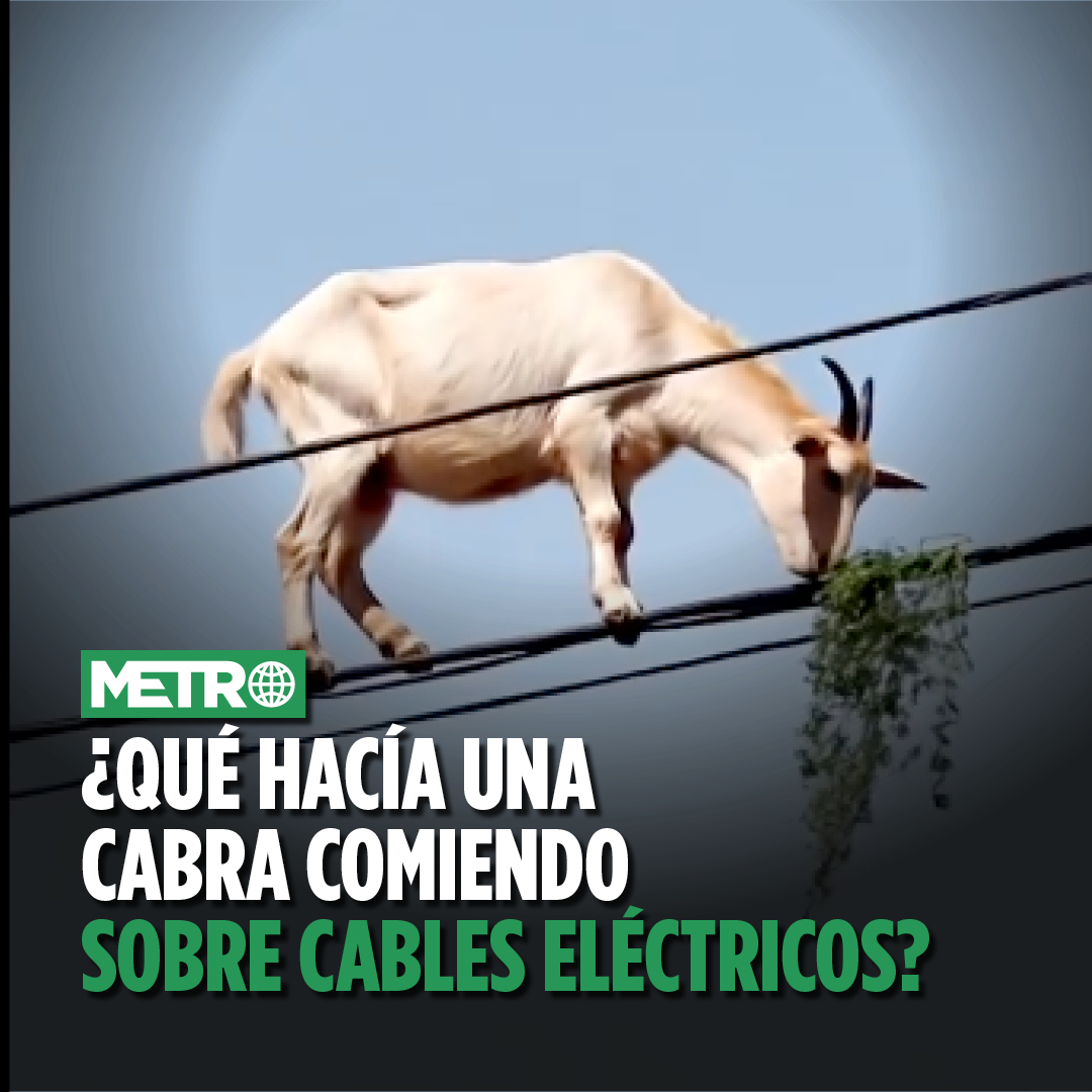 Metro Ecuador on X: "¿Es verdad o mentira este video viral de una cabra  comiendo sobre cables eléctricos? https://t.co/XUaNgESPNV  https://t.co/diCPMmL63l" / X
