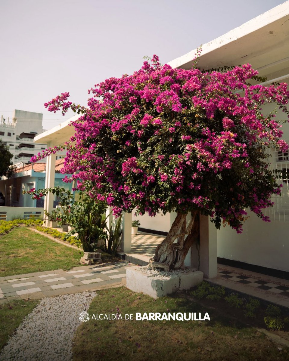 alcaldiabquilla's tweet photo. ¡Así se ve Barranquilla! 📸
Una ciudad que florece con el amor de su gente.
A seguir cuidándola entre todos. 🍃 https://t.co/YipA7E3HOz