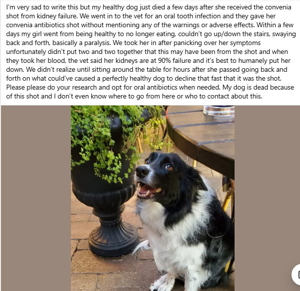 badpetmeds's tweet photo. Dog was perfectly healthy, but she died a few days after receiving Convenia shot. RIP. 🌈💔😢
#Convenia #Dogs #DogsOnX https://t.co/HeFYLFfqtj