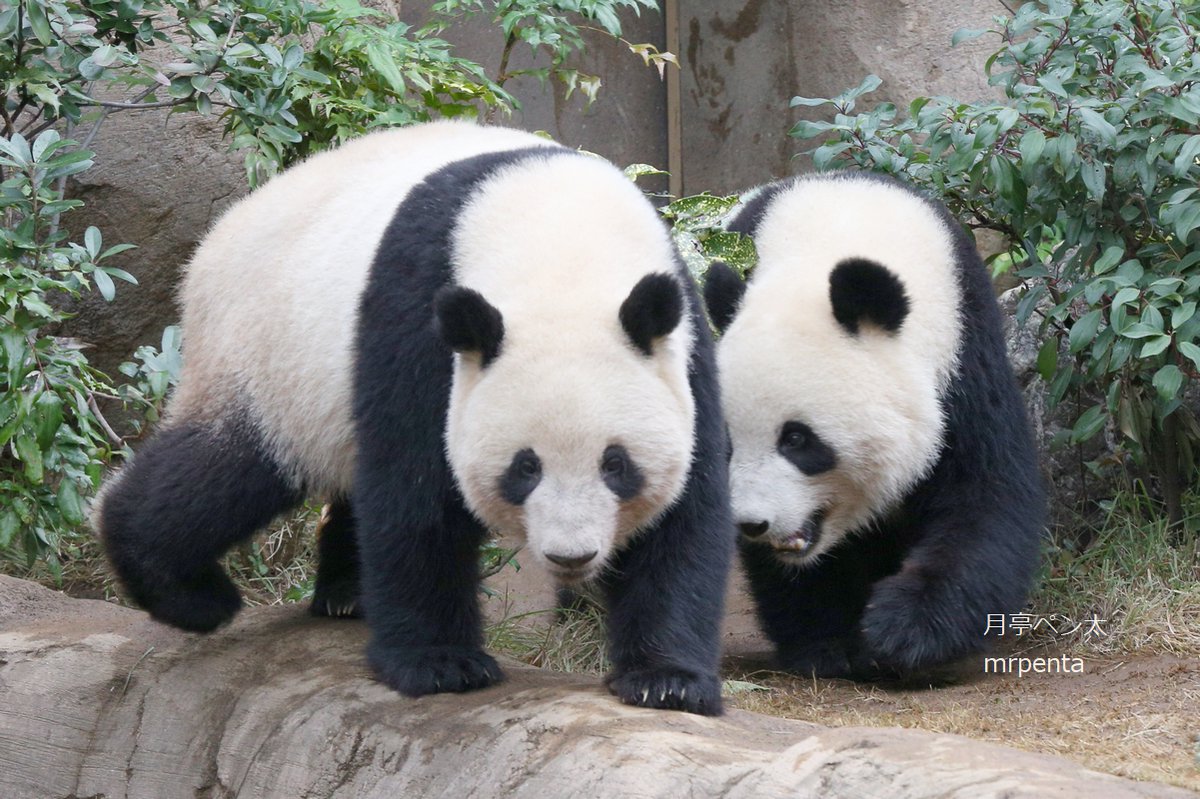 シャオシャオ&レイレイおはなし シャオシャオ レイレイ 2023.01.17 #上野動物園