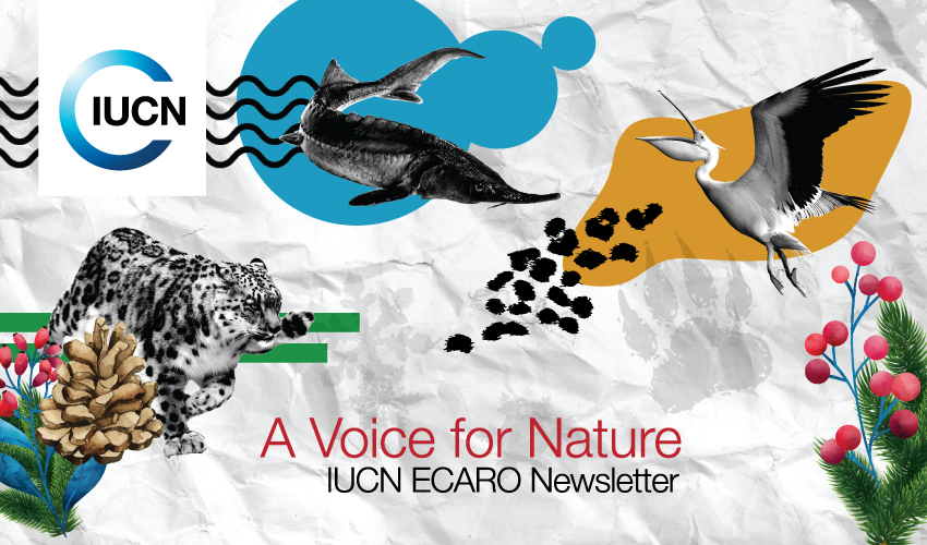 IUCN_ECARO's tweet photo. ποΈ #AVoiceForNature No. 30 is here!
As we head toward the #IUCNcongress, this issue highlights the #RCF24ENCA report, newly launched projects, three new IUCN Members and a dedicated #WorldWetlandsDay piece πΏ
π§ Read here π https://t.co/EitzzkY9tU and subscribe for more π https://t.co/2t3WtX5czw