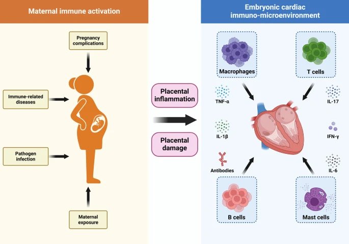 A/Prof Lana McClements (@mcclementslana) on Twitter photo Our new collaborative article on Maternal Immune Activation and Congenital Heart Disease. Another fantastic outcome of UTS-HUST KTP funding by <a href="/UTSResearch/">UTS Research</a> and Huazhong University of Science and Technology
link.springer.com/article/10.100…
#pregnancy
#congenitalheartdisease
#placenta Our new collaborative article on Maternal Immune Activation and Congenital Heart Disease. Another fantastic outcome of UTS-HUST KTP funding by <a href="/UTSResearch/">UTS Research</a> and Huazhong University of Science and Technology
link.springer.com/article/10.100…
#pregnancy
#congenitalheartdisease
#placenta