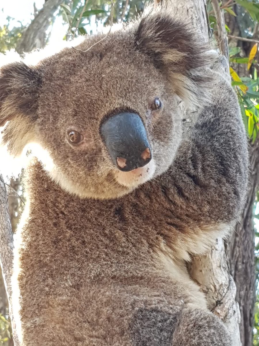 oskaandme's tweet image. Nobody wants to imagine Australia without wild koalas, but that&apos;s where we&apos;re heading.
#Savethekoala #ProtectHabitat
#StopNativeForestLogging